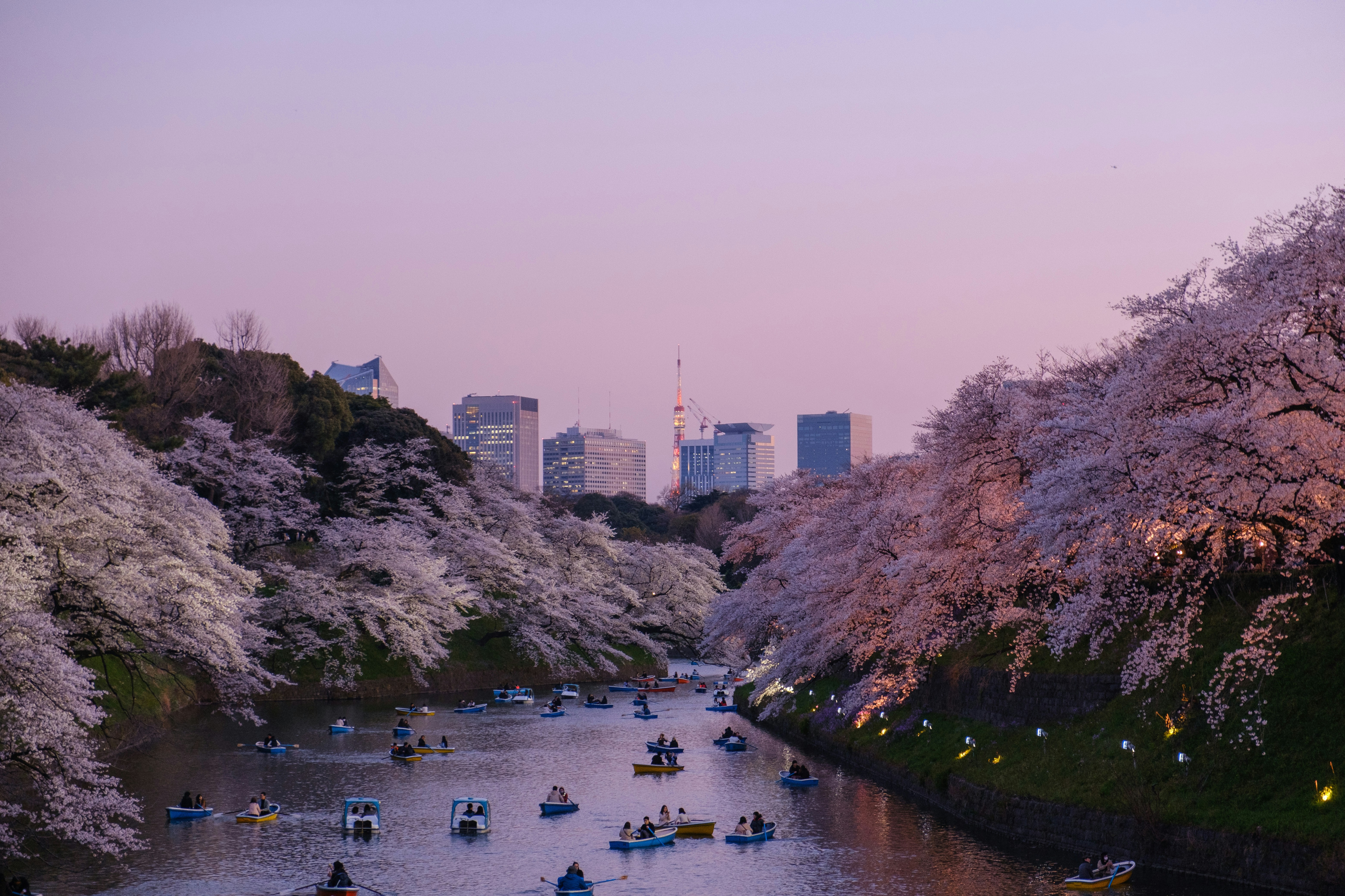 Cvetoče češnje pomladi na Japonskem